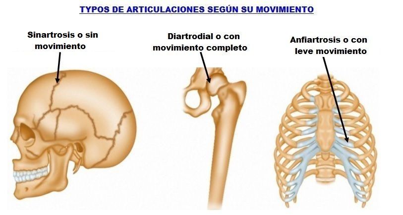 movimiento de las articulaciones