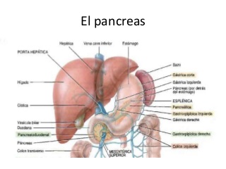 Páncreas, hígado, vesícula biliar y bazo: morfofisiología 