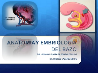 Anatomia y embriologia del bazo hernan
