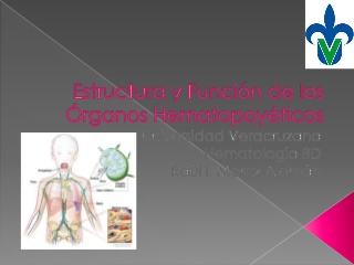 Estructura y Función de los Organos Hematopoyéticos / Hematologia / Introduccion y Bazo