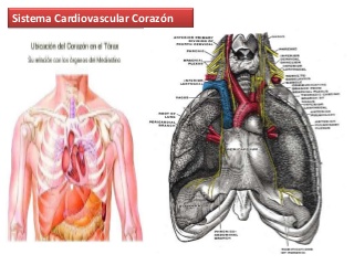 Corazón Anatomía