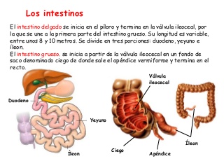 Los intestinos