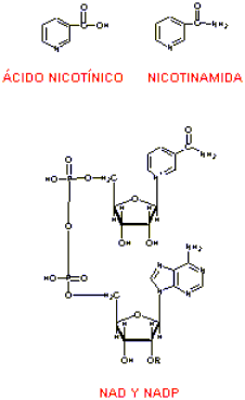 Nicotnico, nicotiamida, NAD y NADP