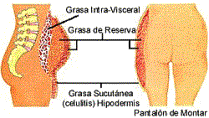 Distribucin de la Grasa