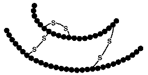 insulin molecule